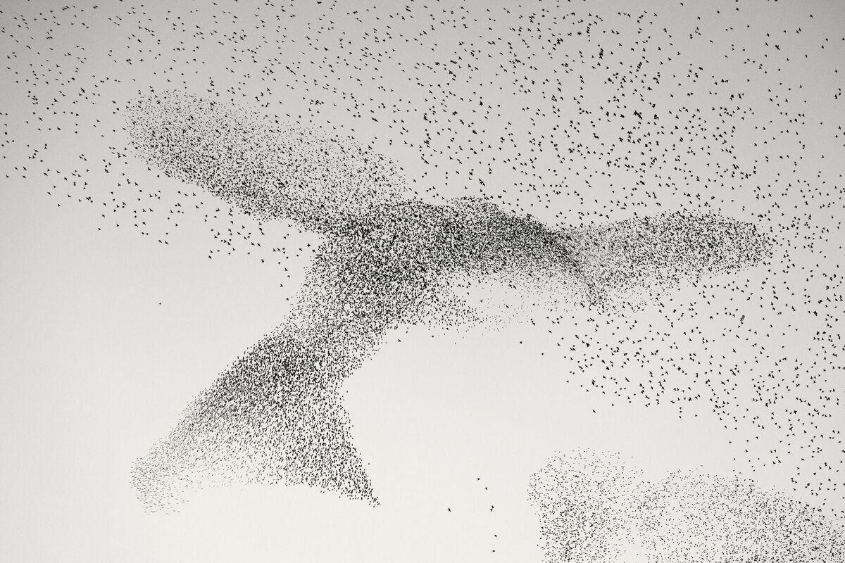 Starling Murmuration by Daniel Dencescu, Germany/Romania, of a murmuration above the city of Rome, Italy, one of the 'Highly Commended' images in the Wildlife Photographer of the Year People's Choice Award. Picture: Daniel Dencescu/Wildlife Photographer of the Year/PA Wire Starling Murmuration by Daniel Dencescu, Germany/Romania, of a murmuration above the city of Rome, Italy, one of the 'Highly Commended' images in the Wildlife Photographer of the Year People's Choice Award. Picture: Daniel Dencescu/Wildlife Photographer of the Year/PA Wire