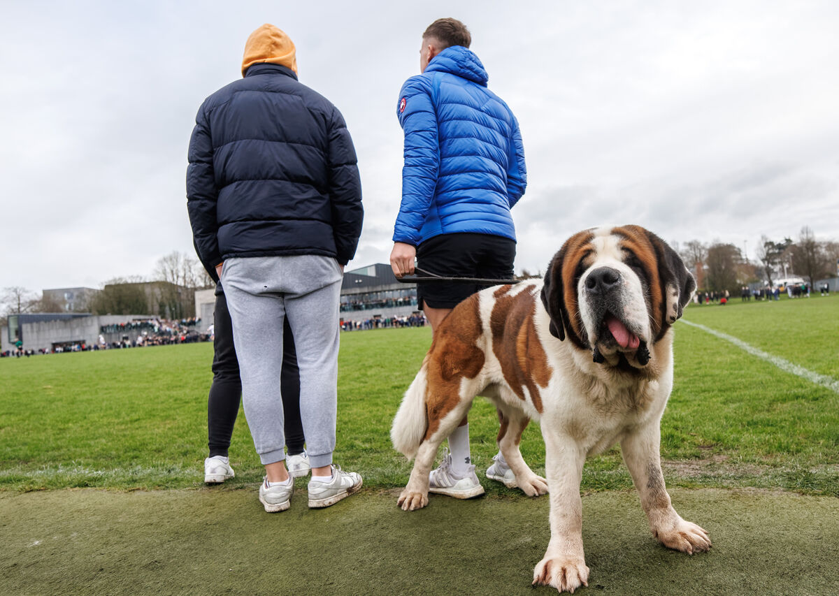 A St Bernard dog named Archie watches the game. Pic: James Crombie, Inpho 