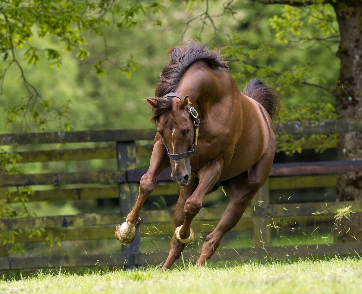 Pic: Bronwen Healy Pic: Bronwen Healy