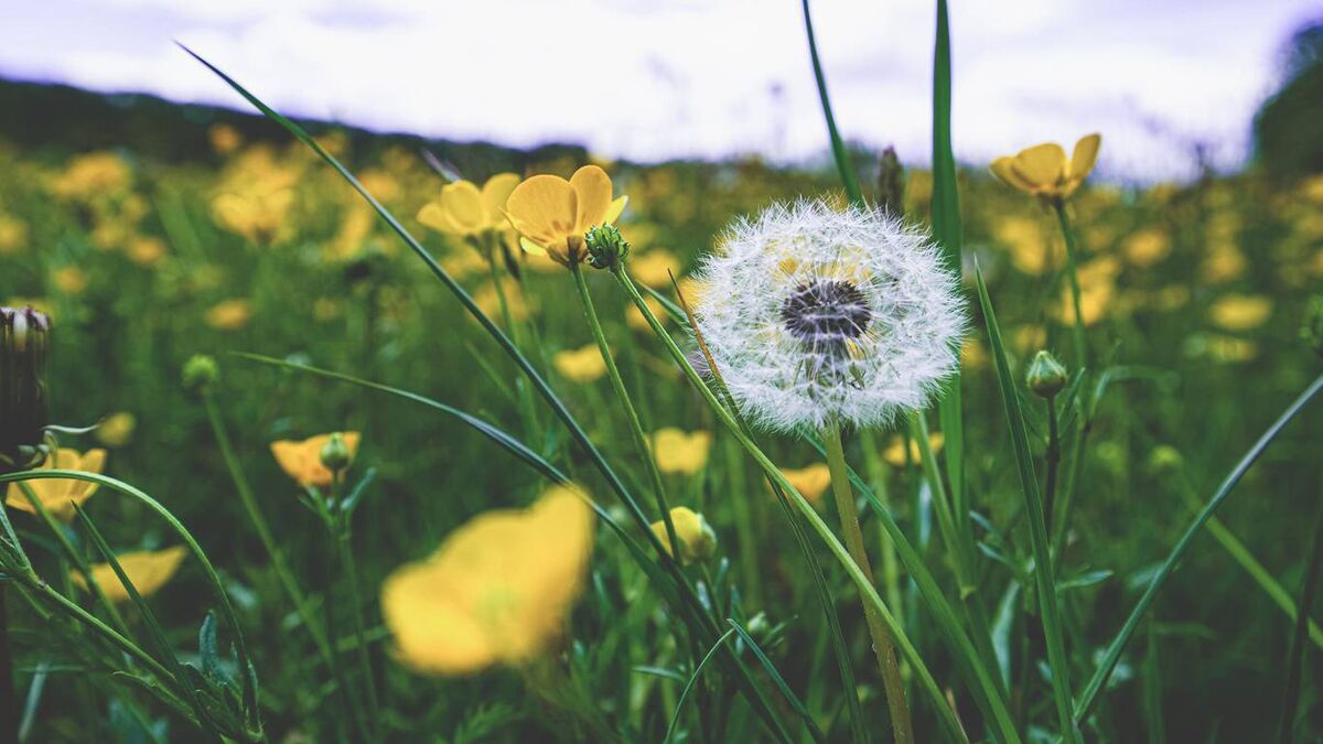 Dandelions in a spring meadow.