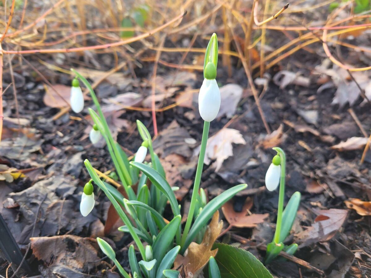 Galanthus 'Compton Court' is an early-flowering snowdrop.