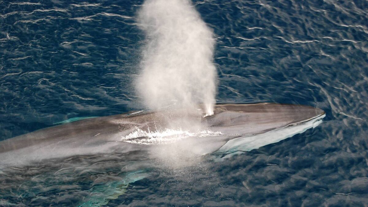 Anja Murray: Dozens of whales spotted along the Waterford coast this year - Vimarsana News