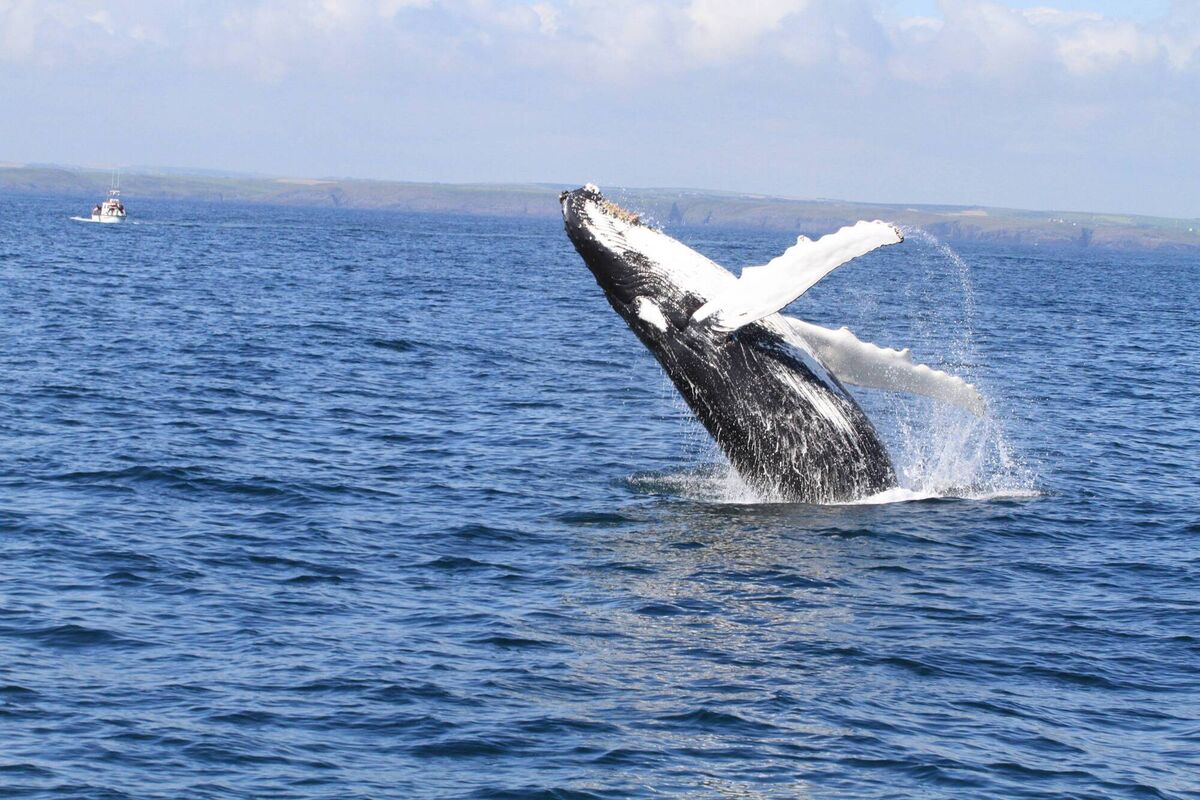 A breaching humpback whale taken on a whale watching trip with Atlantic Whale &amp; Wildlife Tours from Courtmacsherry, County Cork. Picture: Christopher O'Sullivan