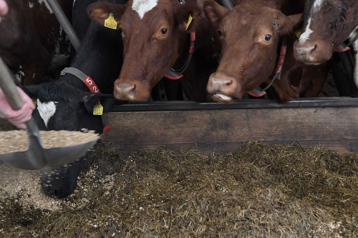  Gavin Lynch feeds dried peas and barley to his herd near Donard, Co Wicklow. Picture: Moya Nolan