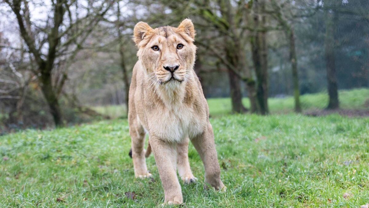 Six-year-old Asiatic lioness Arya, born at Fota Wildlife Park, returns home after four years at Helsinki Zoo as part of the European Endangered Breeding Programme. Photo Darragh Kane