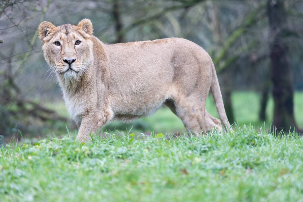 Arya reunites with her mother Gira and aunt Gita, alongside male lion Yali, after a careful reintroduction process. Photo Darragh Kane