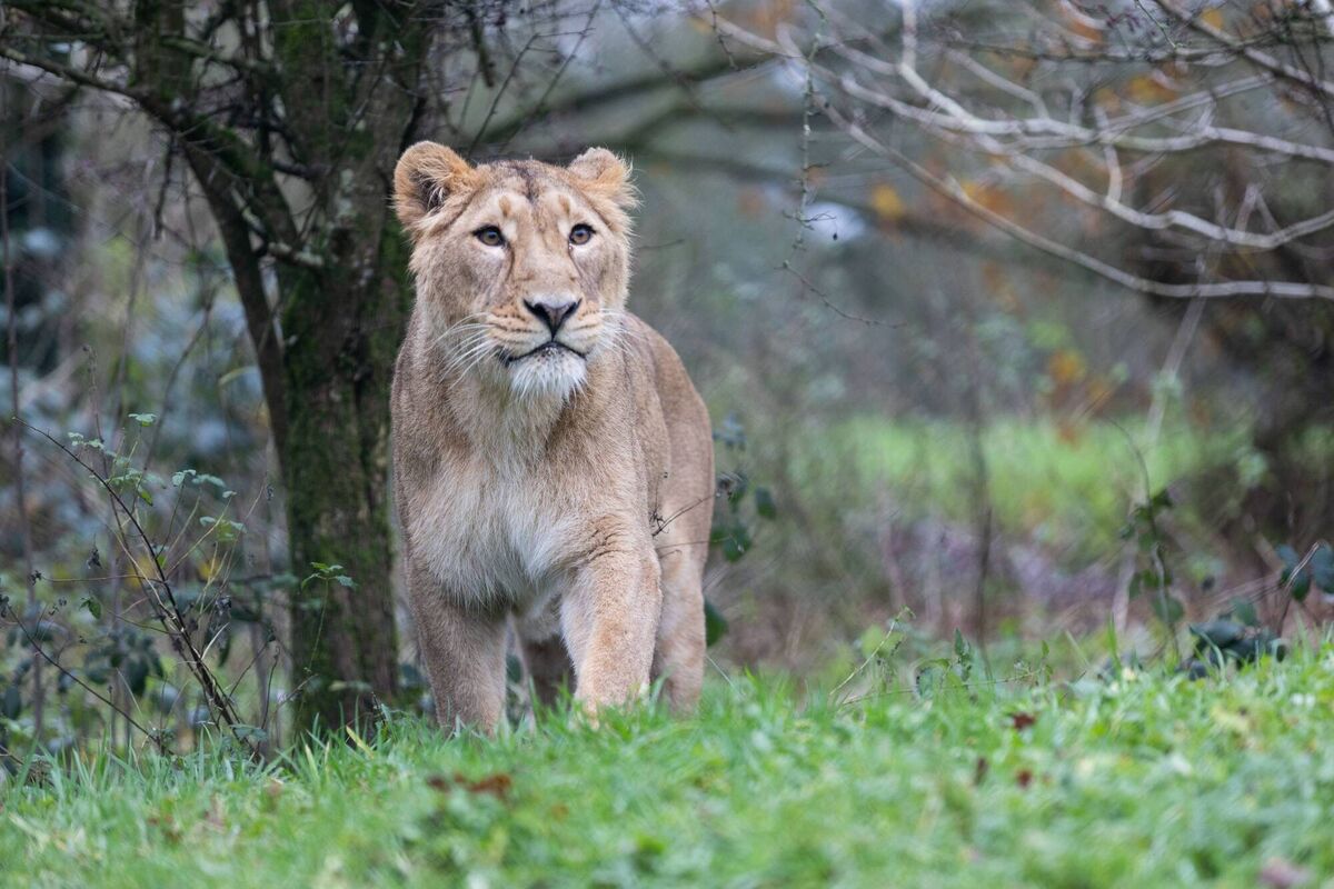 Arya is teaming up with male lion Yali in the hope they will produce the park's third litter. Photo Darragh Kane