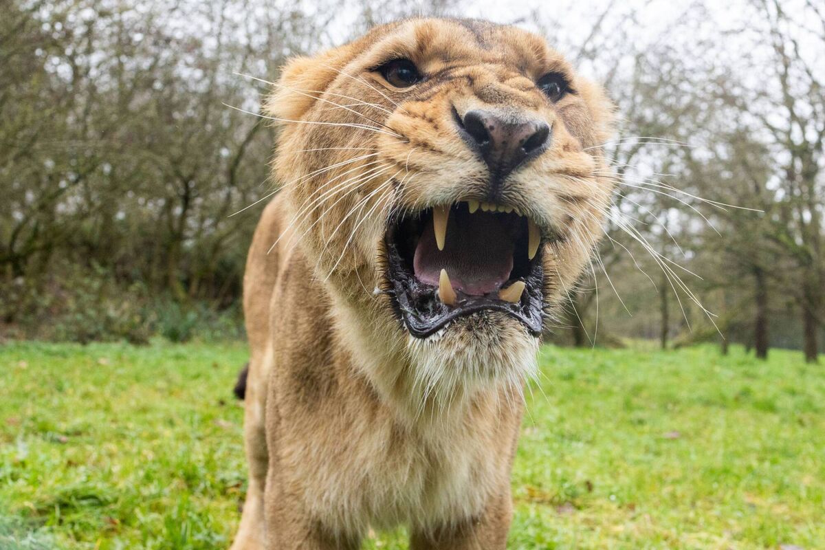 Fota Wildlife Park participates in European Endangered Species Breeding Programmes for several animal species, including the Cheetah, Black and white ruffed lemurs, European bison and Scimitar-horned oryx. Photo Darragh Kane