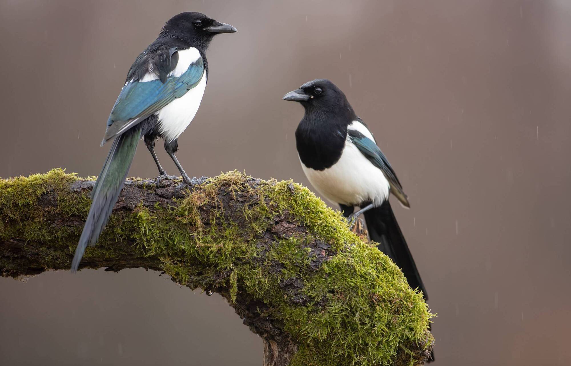 Donal Hickey: A twitter of linnets and a mischief of magpies... how many do you know?