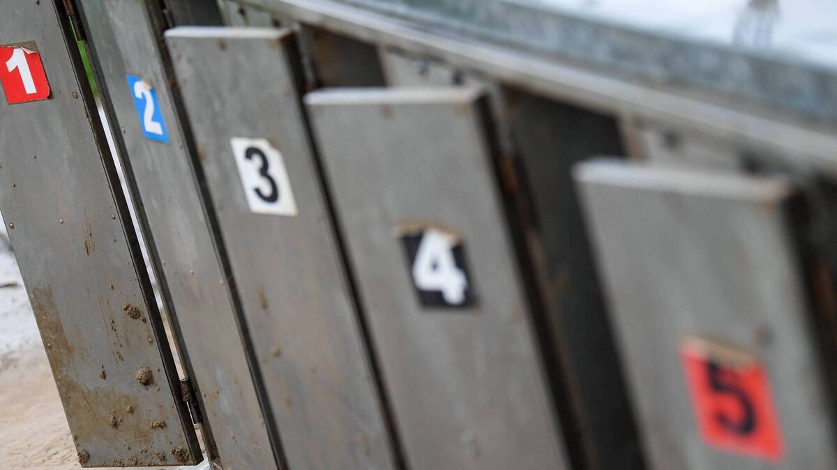 Champion greyhound being offered for stud services in China - Vimarsana News