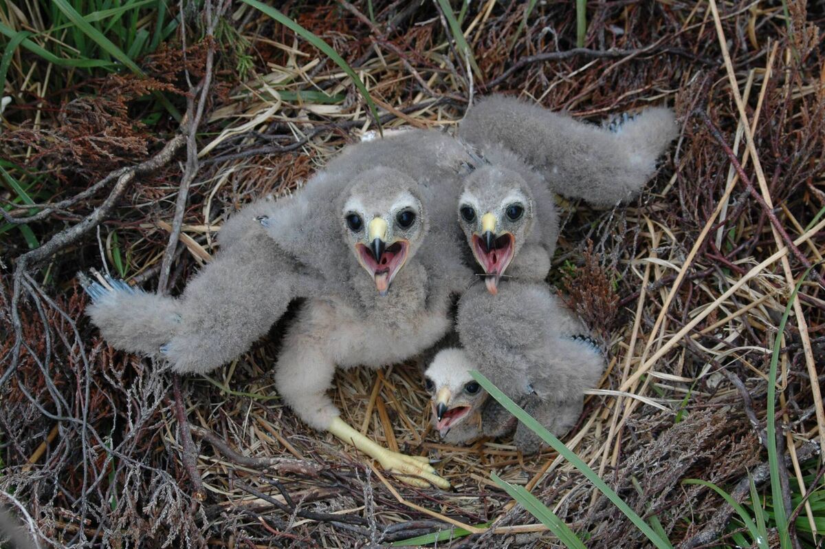Hen harrier chicks in a nest