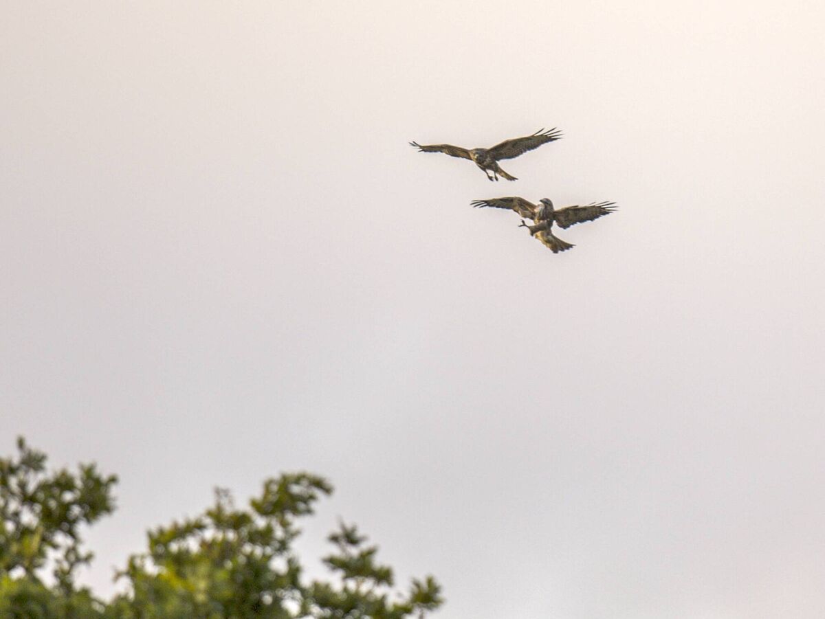 European hen harrier pair in acrobatic flight