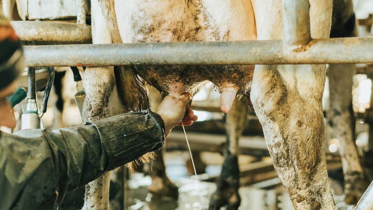 E.coli mastitis - rapid action is required when lives are at risk - Vimarsana News