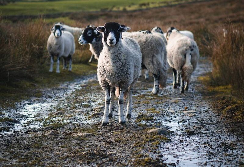 Sheep on Curraghmore Farm in the Black Valley. Film producer and farmer Sandra Spethmann said: 'We need an internet connection of some kind, even if only to receive emails. But with high-speed fibre broadband, we will be able to watch cuts [of films] and share large digital files.' Picture: Curraghmore Farm