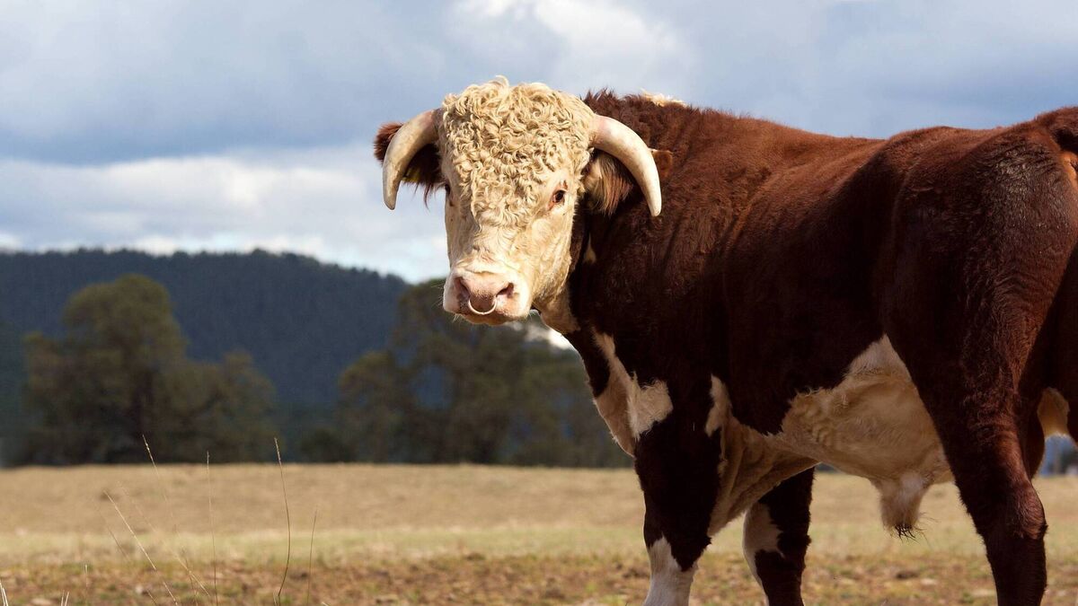 My Angus now 'identifies' as a Hereford - Vimarsana News