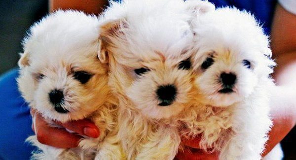 Tougher penalties for puppy farmers in the North