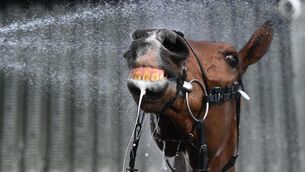 <p>POURING IT ON: Stayers' Hurdle favoutite Teahupoo gets washed down after morning exercise on Monday.  	Picture: Healy Racing</p>