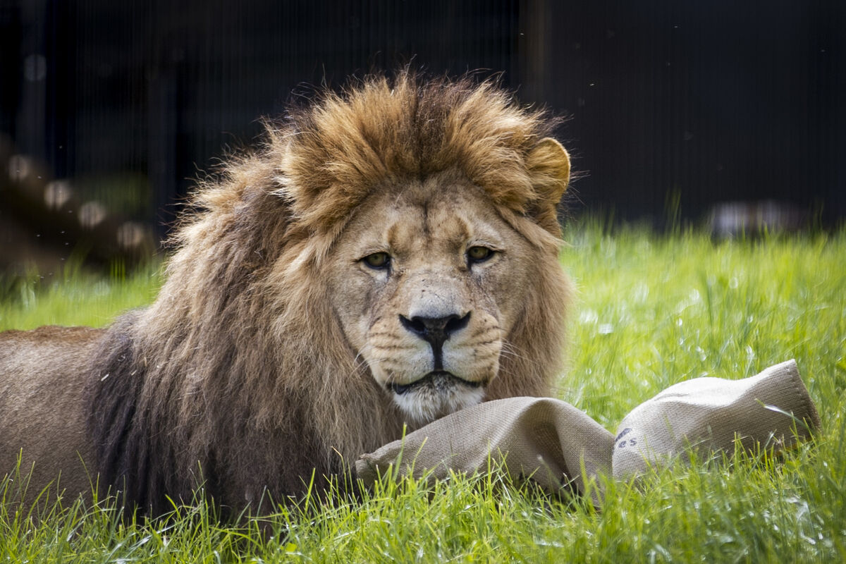 Male Barbary lion, Qays, at Belfast Zoo's Kingdom of the Barbary Lion. Qays lives with two females named Fidda and Theibba