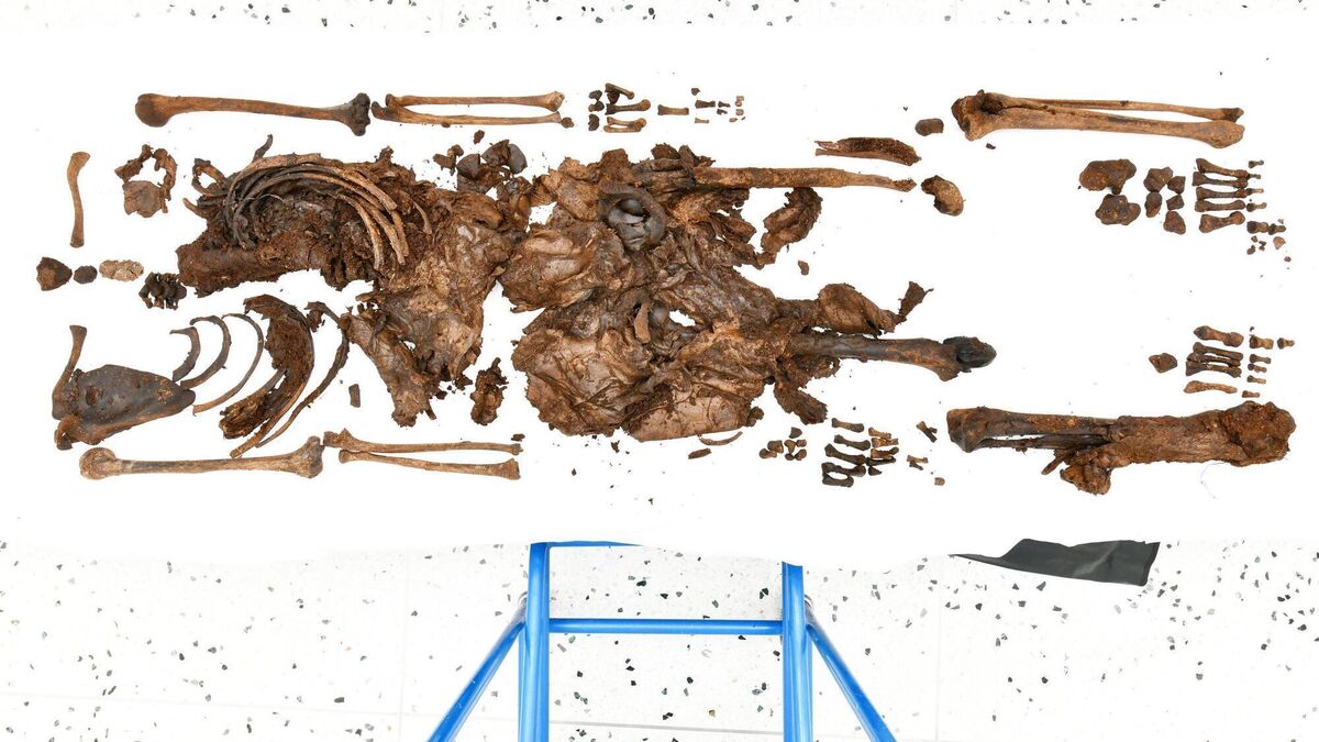 The bog is where forensics and archaeology meet to solve 'cold cases' - Vimarsana News