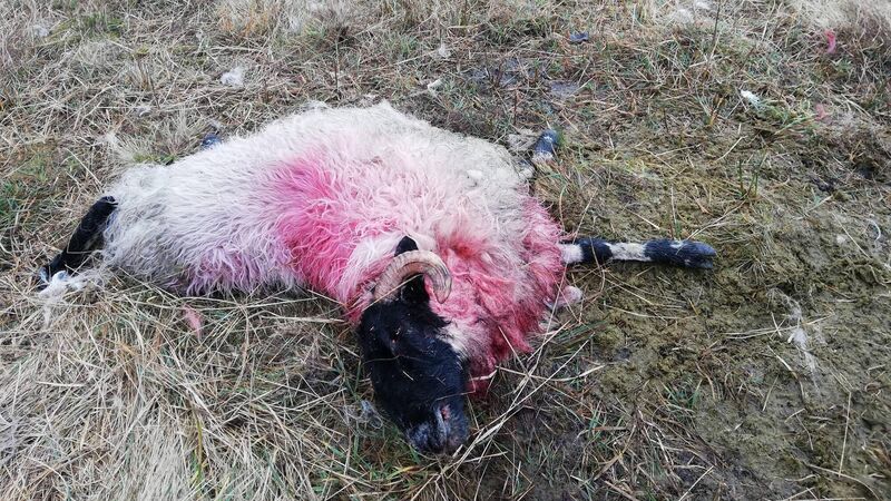 240 dog attacks on livestock in two years 240 dog attacks on livestock in two years