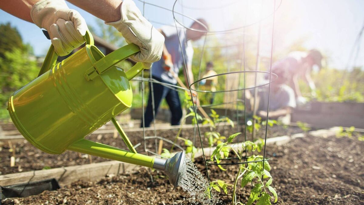 Peter Dowdall: Growing our own food is super-easy - Vimarsana News