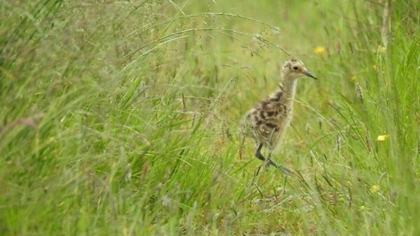 A curlew chick. Pic: Joe Shannon.