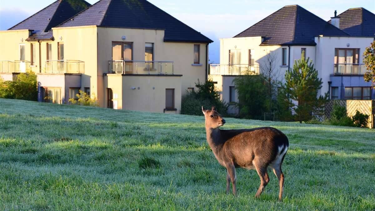 Waterford Island Resort comprises of a 16th-century castle on a private 310-acre island.