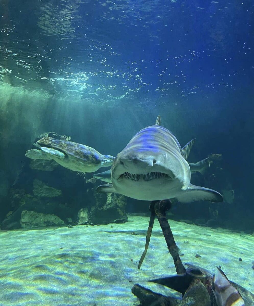  Dingle Ocean World Aquarium hosts a collection of magnificent sand tiger sharks, Gentoo and Humboldt penguins.