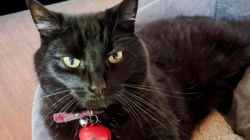 Cool for cats: House rules when living with four-legged friends