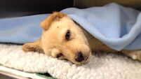Puppy rescued from 'horrific' Carlow breeding farm loses fight for life