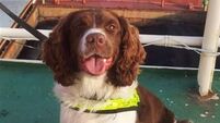 Sniffer dog uncovers €240k of cocaine at Shannon airport