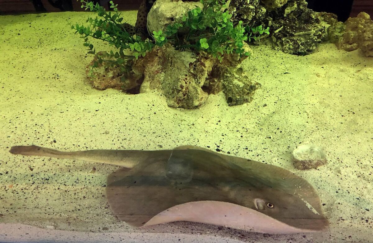 "Charlotte has taken it easy the last couple of days. She is eating well and swimming without issue". Picture: Aquarium &amp; Shark Lab by Team ECCO 
