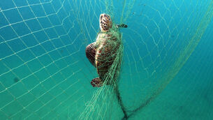 <p>A turtle entangled in a net. A study by the University of Exeter, the Society for the Protection of Turtles (SPOT) and Cypriot fishermen has found that flashing lights on fishing nets reduces accidental catch of turtles. Picture: Philipp Kanstinger/University of Exeter/PA Wire</p>