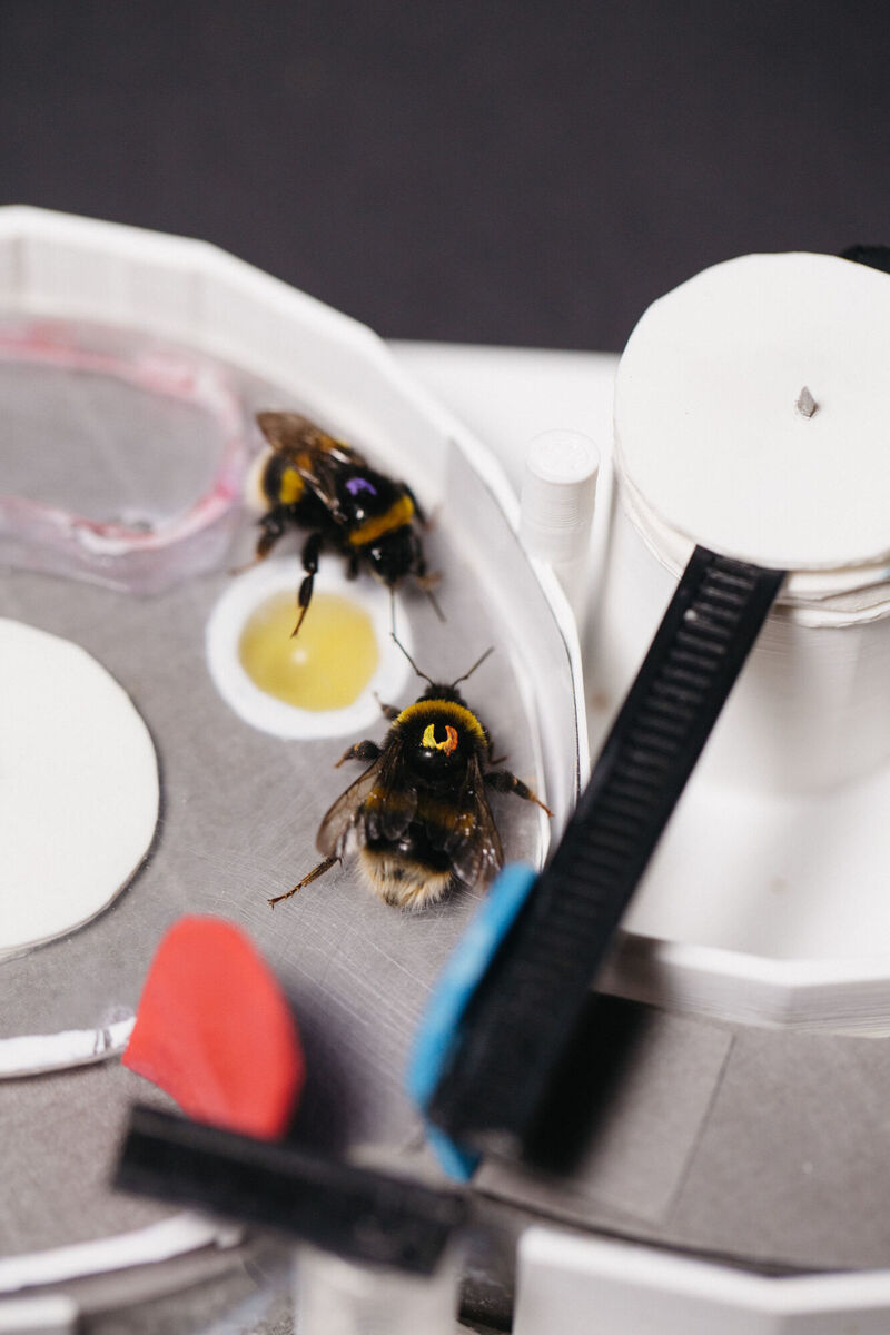 A 'trained' demonstrator bee with an 'observer' bee, in a two-step puzzle box. Picture: Queen Mary University of London/PA Wire