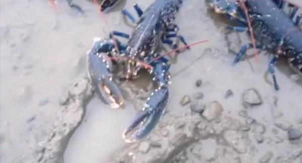 VIDEO: Animal rights activists free lobsters from Dublin restaurant