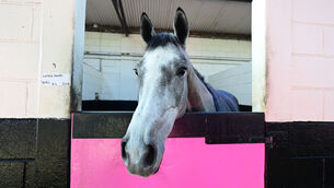 <p>FESTIVAL BANKER: Last year’s Triumph Hurdle heroine, Lossiemouth coasted to victory in the International Hurdle on her sole start this season and is hard to oppose in tomorrow’s Mares’ Hurdle. Pic: Healy Racing</p>