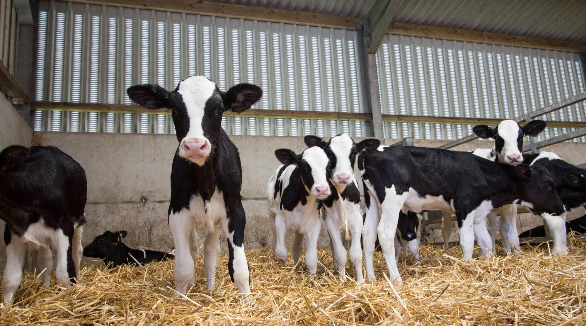 Respiratory disease can strike both calves and vets