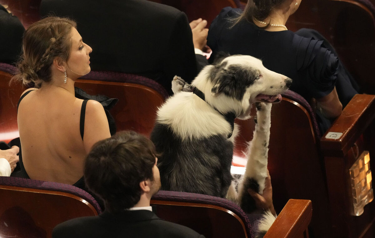 Messi the dog from the film Anatomy of a Fall appears in the audience during the Oscars. Picture: AP Photo/Chris Pizzello Messi the dog from the film Anatomy of a Fall appears in the audience during the Oscars. Picture: AP Photo/Chris Pizzello
