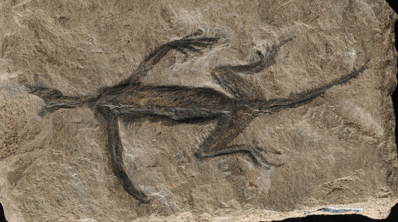 Tridentinosaurus antiquus specimen, which was discovered in the Italian alps in 1931. Picture: Dr Valentina Rossi/University College Cork/PA Wire Tridentinosaurus antiquus specimen, which was discovered in the Italian alps in 1931. Picture: Dr Valentina Rossi/University College Cork/PA Wire
