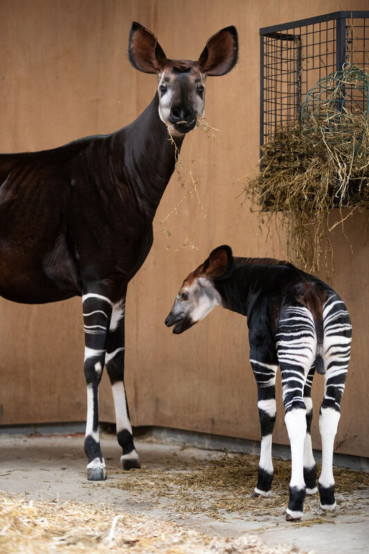 A male okapi calf, the second okapi ever to be born in Ireland. The baby was born in July 2022 to parents Lumara and Kitabu. Picture: Patrick Bolger / Dublin Zoo A male okapi calf, the second okapi ever to be born in Ireland. The baby was born in July 2022 to parents Lumara and Kitabu. Picture: Patrick Bolger / Dublin Zoo