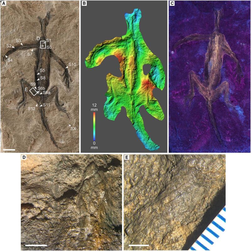 Tridentinosaurus antiquus scientific analysis Tridentinosaurus antiquus scientific analysis