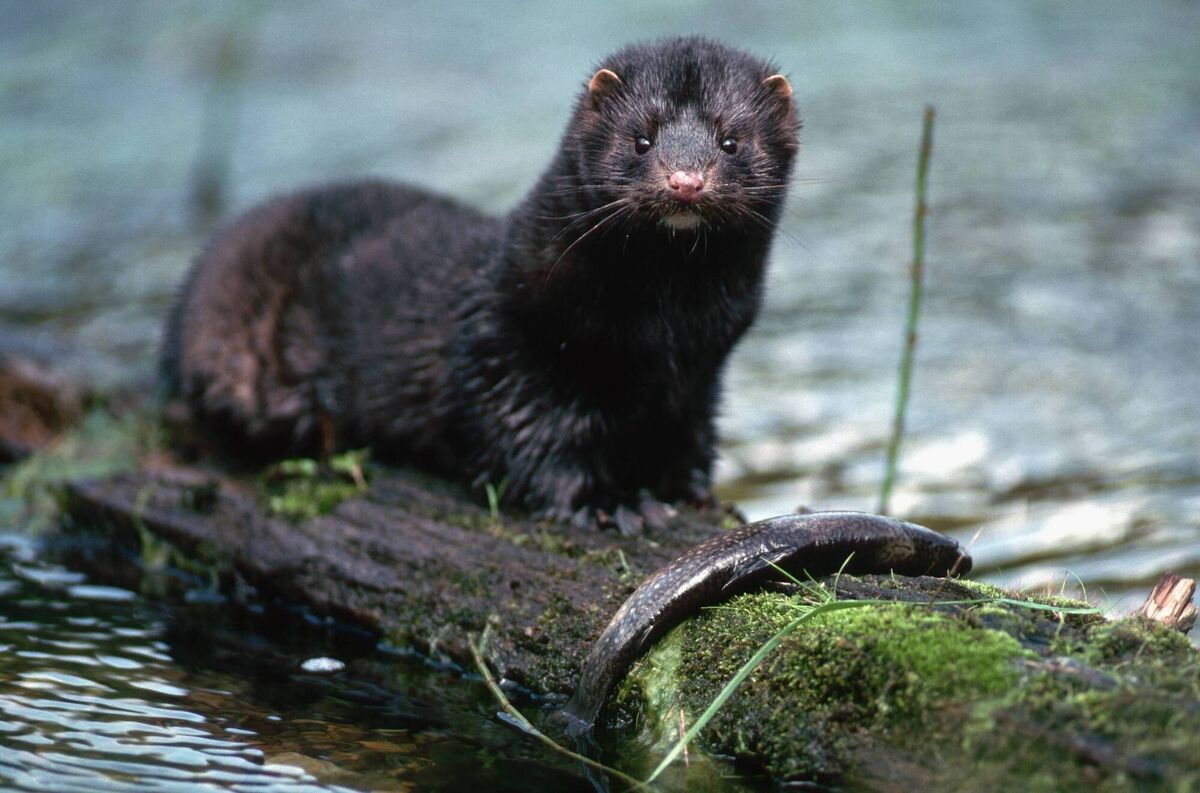  By 1969, mink farms had become big business, with an estimated 125,000 mink in captivity here. Escapees were not uncommon. In the 1970s and 80s, demand dropped and the industry contracted, so that many fur farms went out of business and captive mink were simply released into the wild. Picture: Joe McDonald/CORBIS