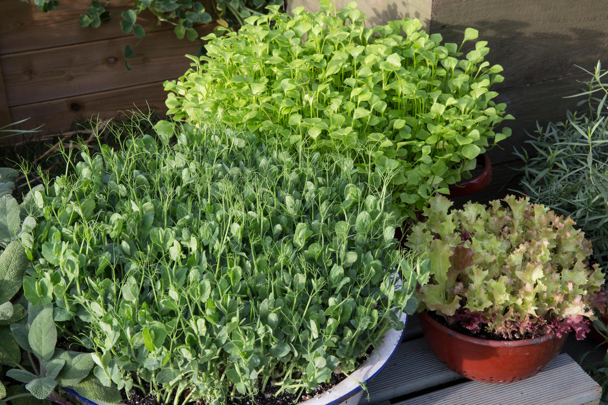 Six quick-growing crops for impatient gardeners
