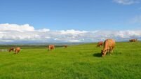 Grazing cows in the meadow
