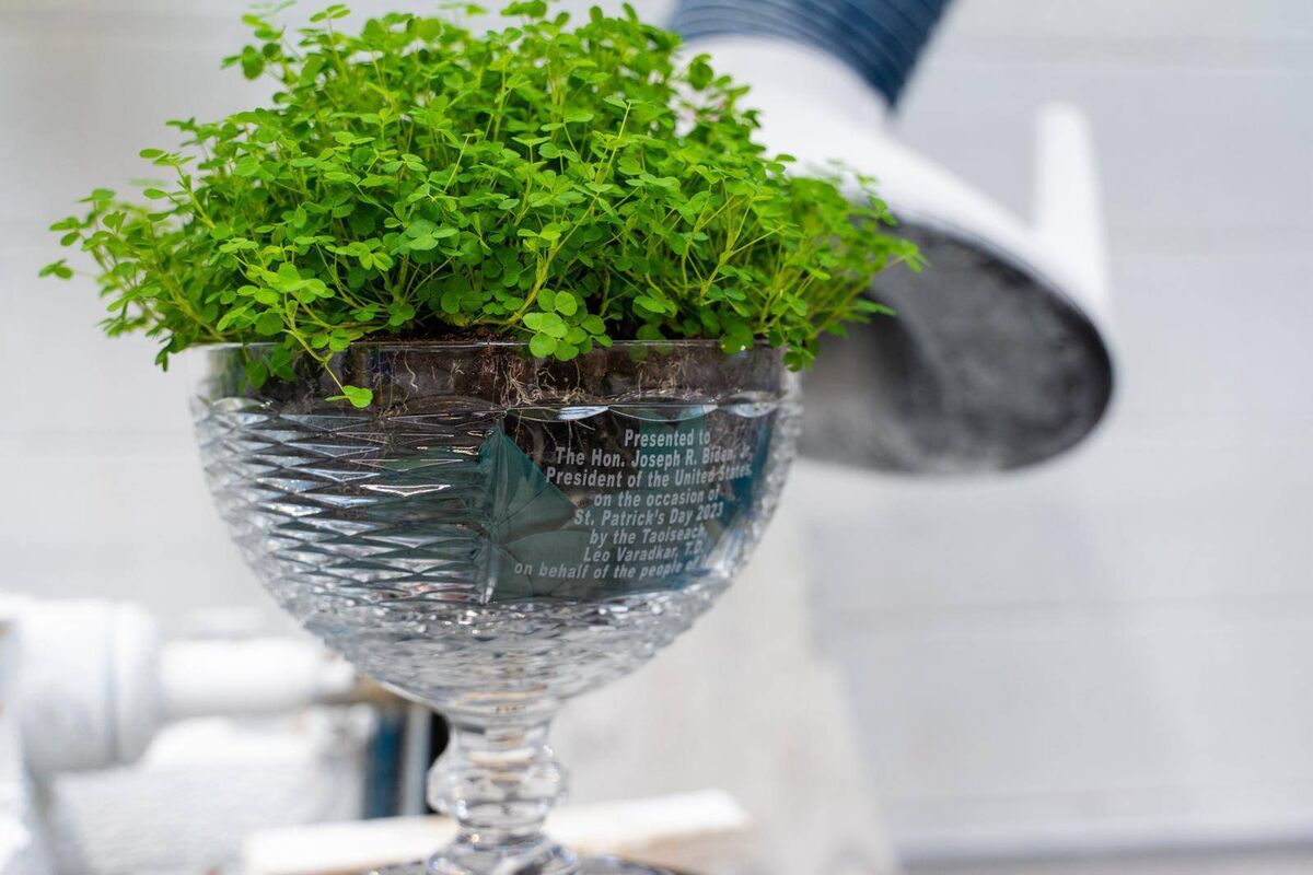 The crystal bowl given to US president Joe Biden on St Patrick's Day in 2023, made by Dingle Crystal. 