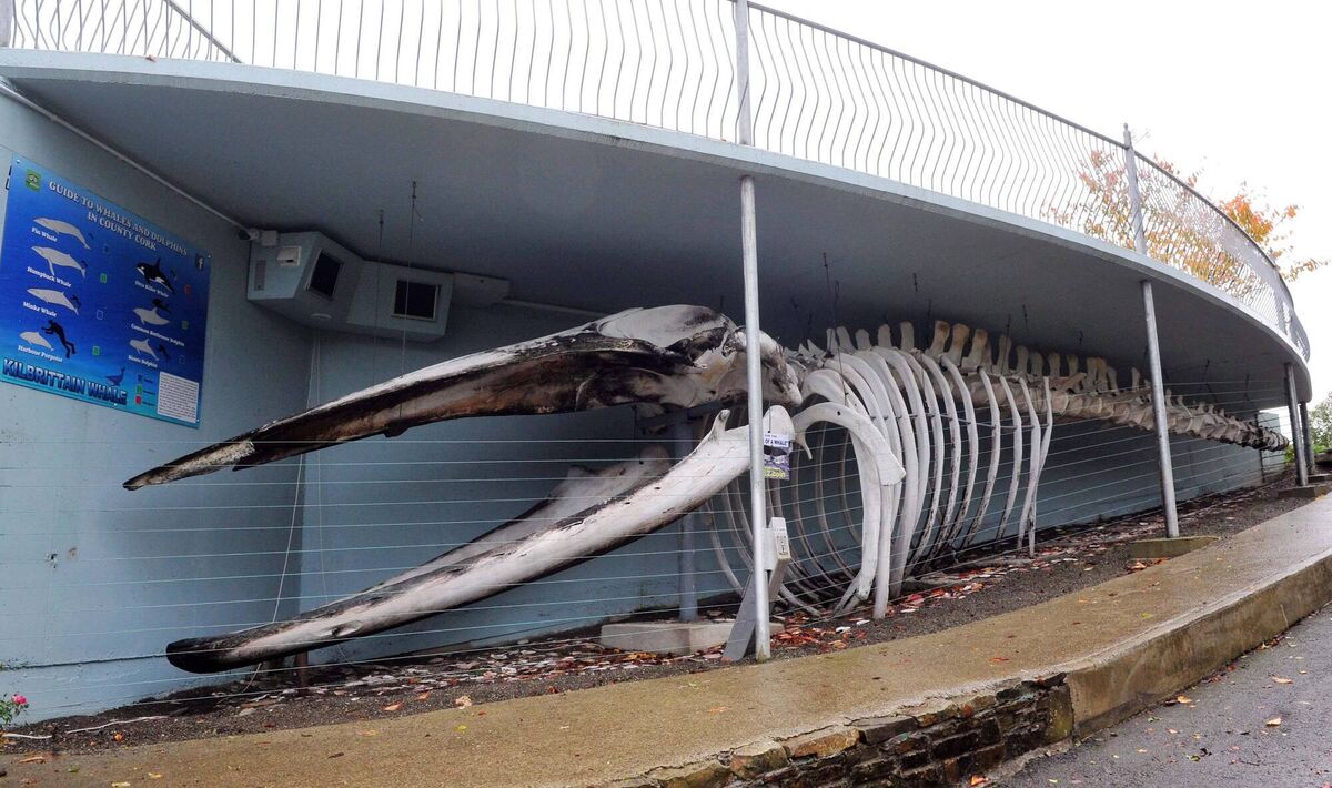 Fin whale at  Kilbrittain. 2014 picture: Denis Minihane.
