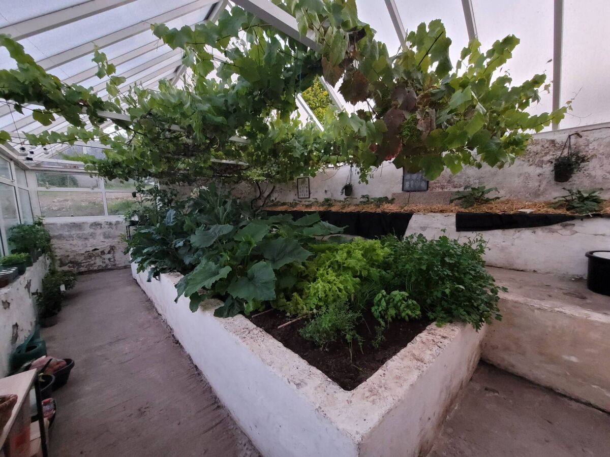 Green growth in the glasshouse Green growth in the glasshouse