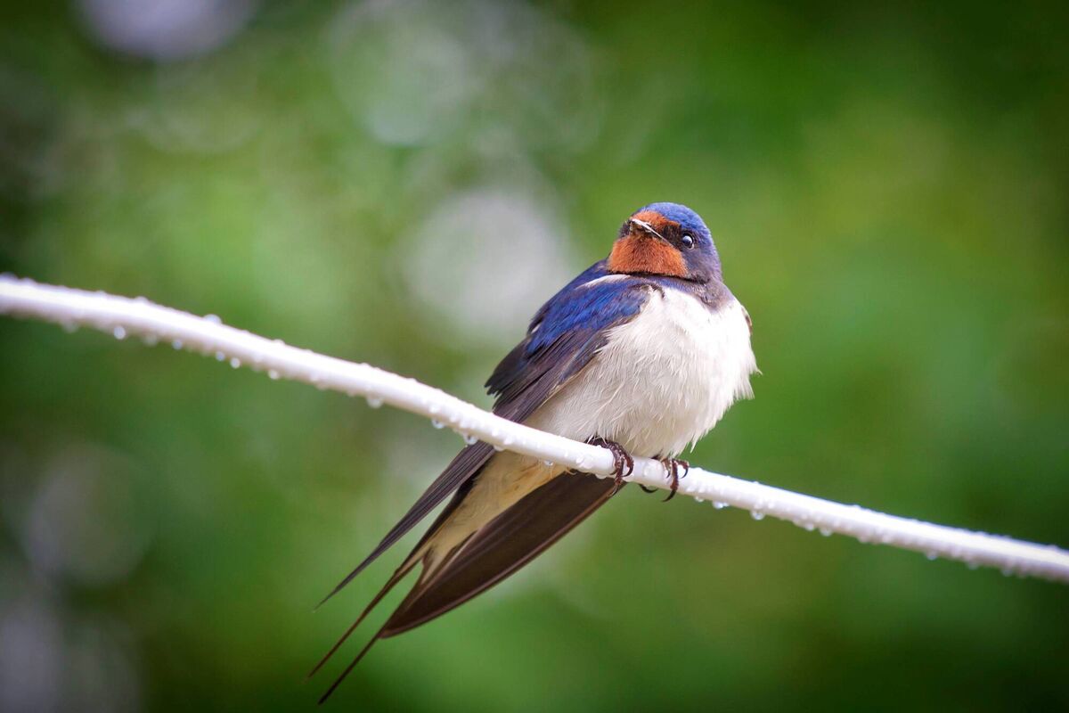 Beautiful nestling barn swallow (Hirundo rustica) sitting on a cable after the rain