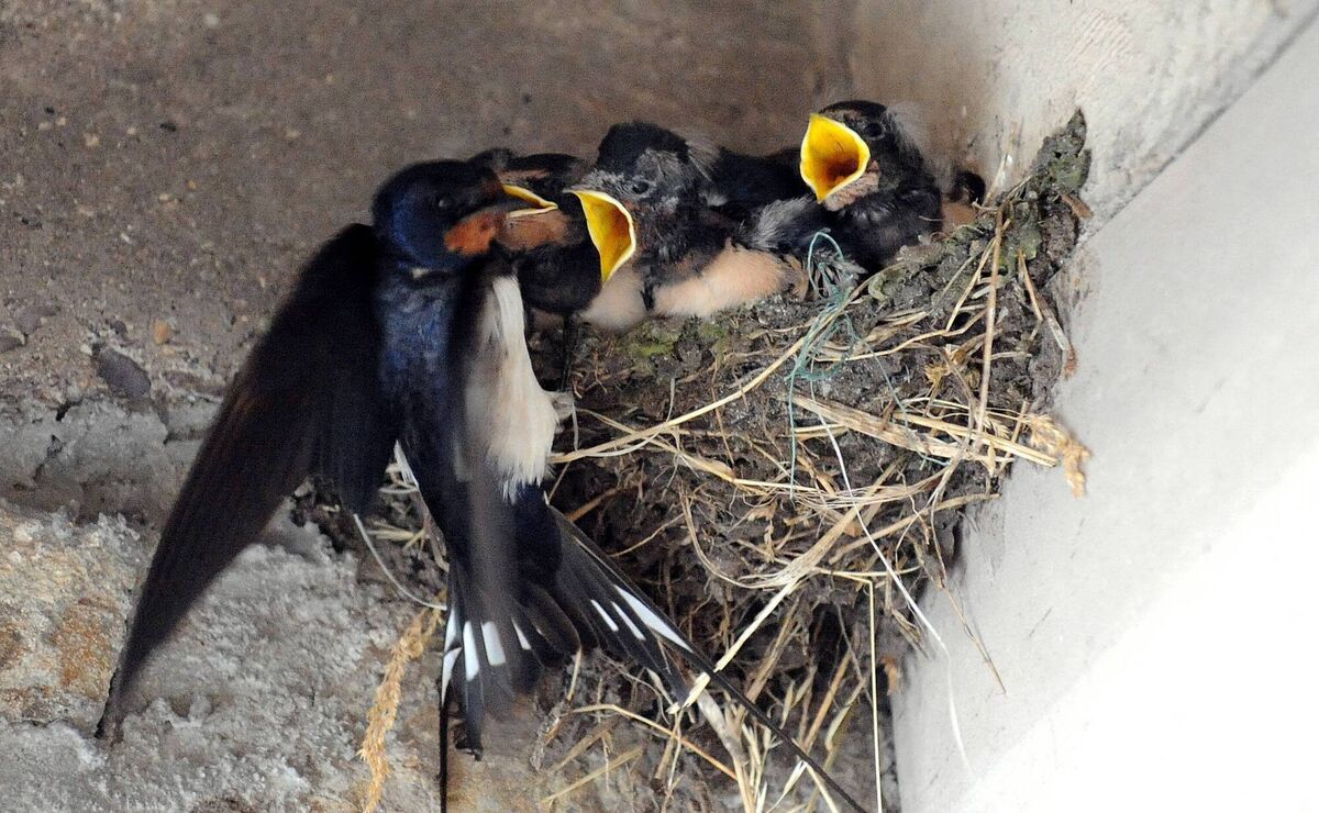 A 'gulp of swallows': Baby swallows greet their mother on her arrival back to the nest with insects.  Picture: Dan Linehan