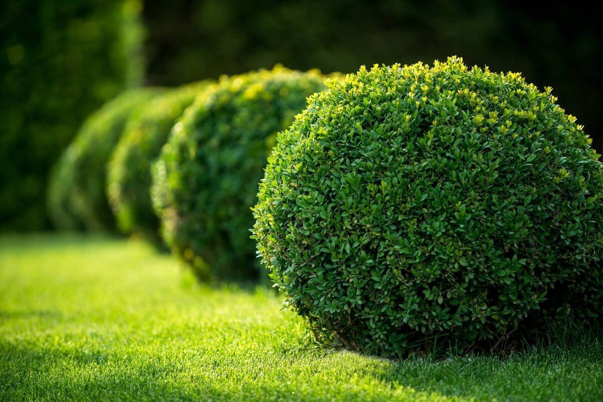 Depending on how its used, buxus or boxwood can work in a formal or informal, contemporary or traditional-style garden. 